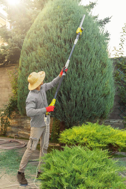 Best Arborist Consultation Services  in Minot, ND