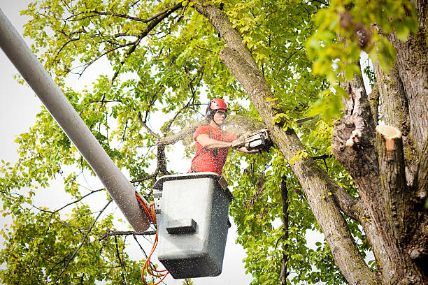 Best Emergency Tree Removal  in Minot, ND